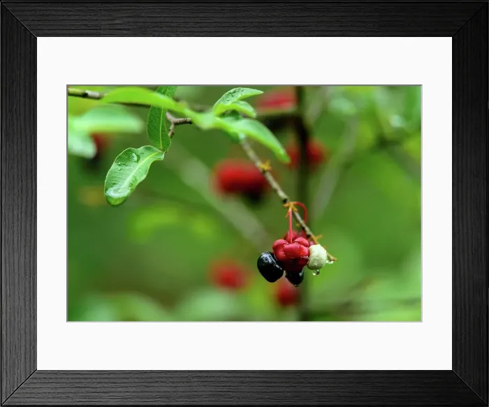 Framed Print : Natal Plane, Yellow Ipomoea Ochna natalitia