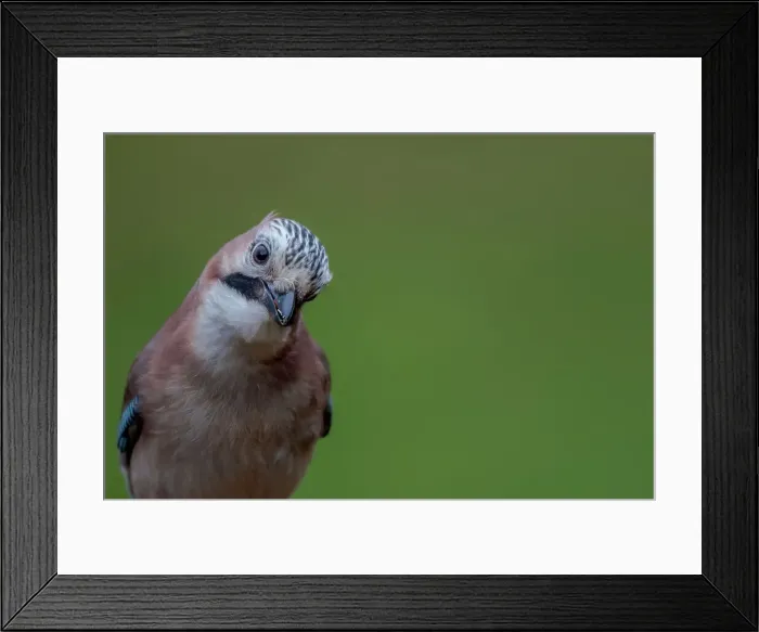 Framed Print : Close-up of an Eurasian Jay (Garrulus glandarius) Framed Print : Close-up of an Eurasian Jay (Garrulus glandarius)