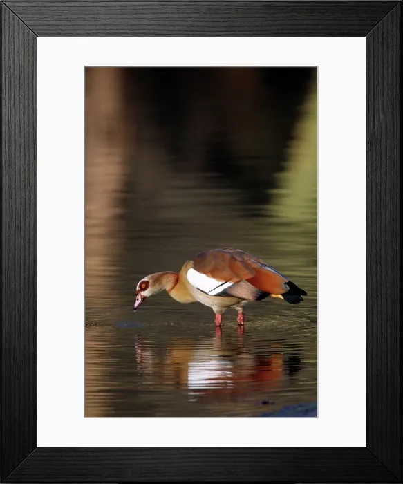 Framed Print : Egyptian Goose. Inyamithi Pan. Ndumu Game Reserve Framed Print : Egyptian Goose. Inyamithi Pan. Ndumu Game Reserve