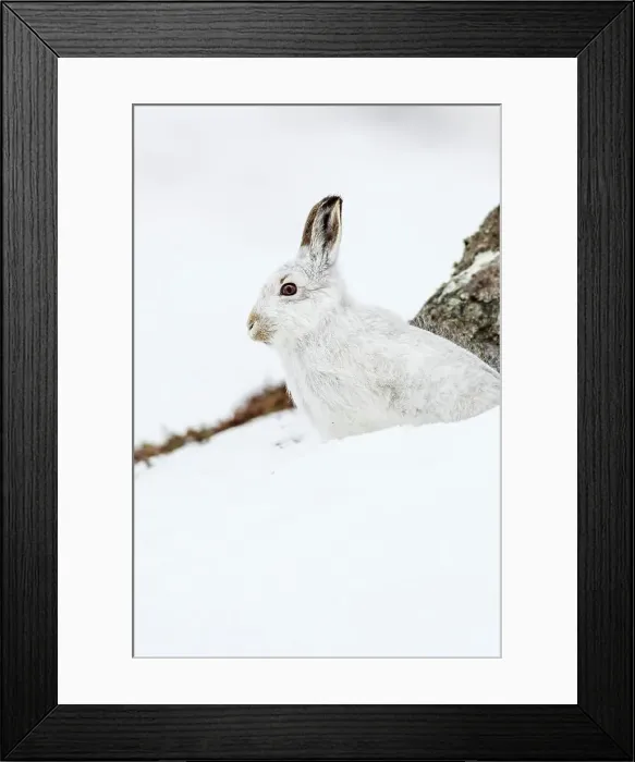 Framed Print : Mountain Hare (Lepus timidus) in snow