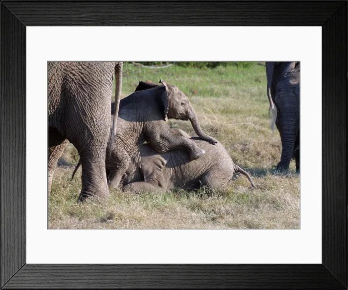 Framed Print : Elephant calves playing. Shamwari Game Reserve Framed Print : Elephant calves playing. Shamwari Game Reserve