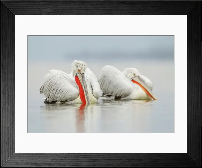 Framed Print : Dalmatian Pelican (Pelecanus crispus) breeding colors Framed Print : Dalmatian Pelican (Pelecanus crispus) breeding colors