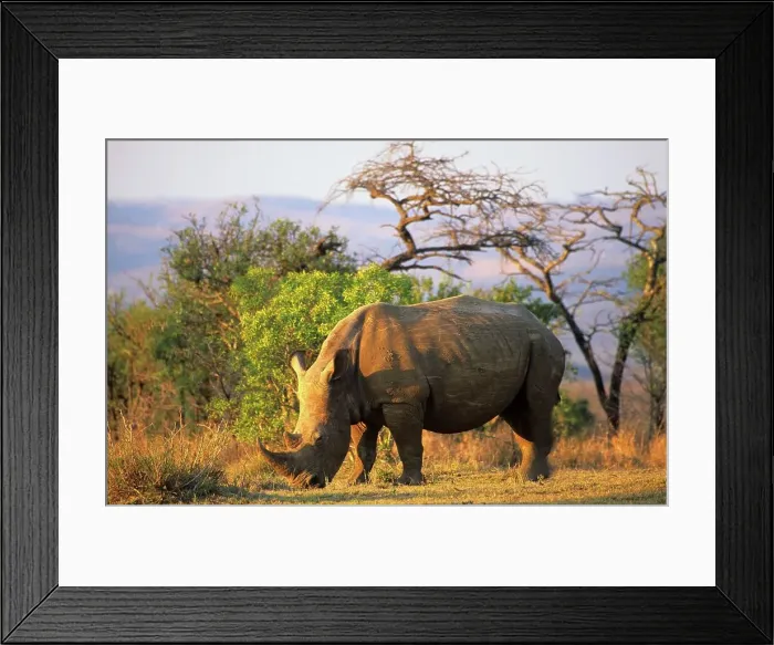 Framed Print : White Rhinoceros (Ceratotherium simum) Framed Print : White Rhinoceros (Ceratotherium simum)