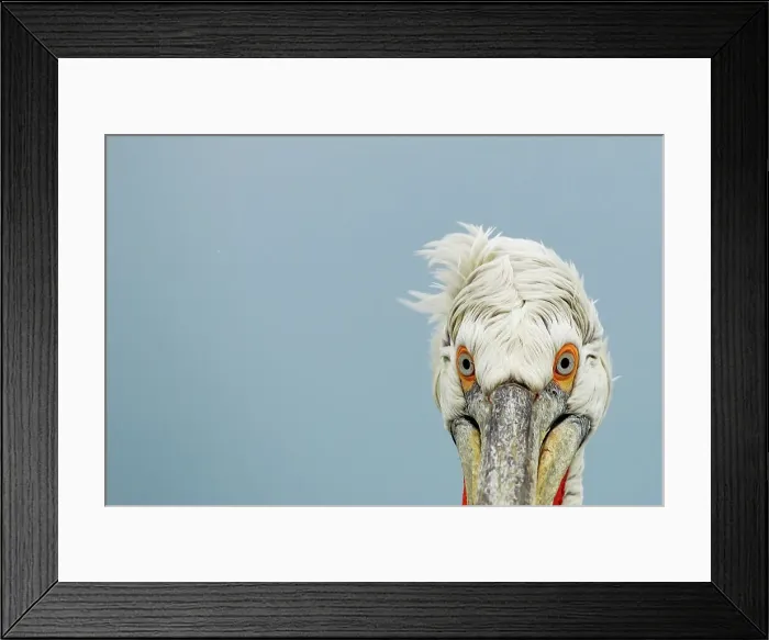 Framed Print : Dalmatian Pelican (Pelecanus crispus) breeding colors