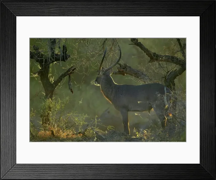 Framed Print : Waterbuck (Kobus ellipisiprymnus) in veld its breath condensing in cold morning air