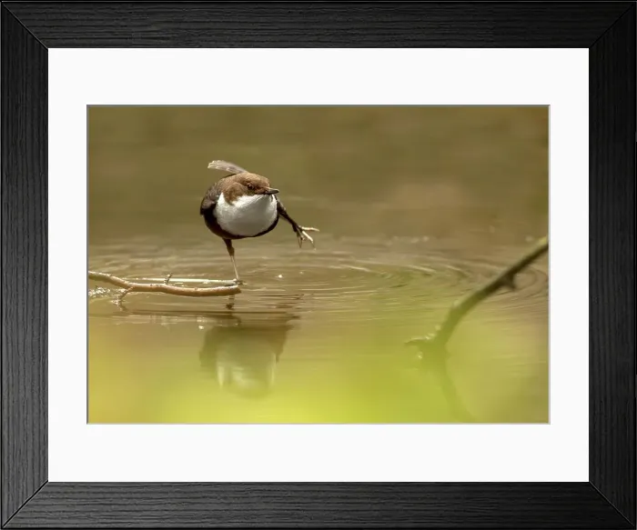 Framed Print : White-Throated dipper (Cinclus cinclus) feeding in small stream Framed Print : White-Throated dipper (Cinclus cinclus) feeding in small stream