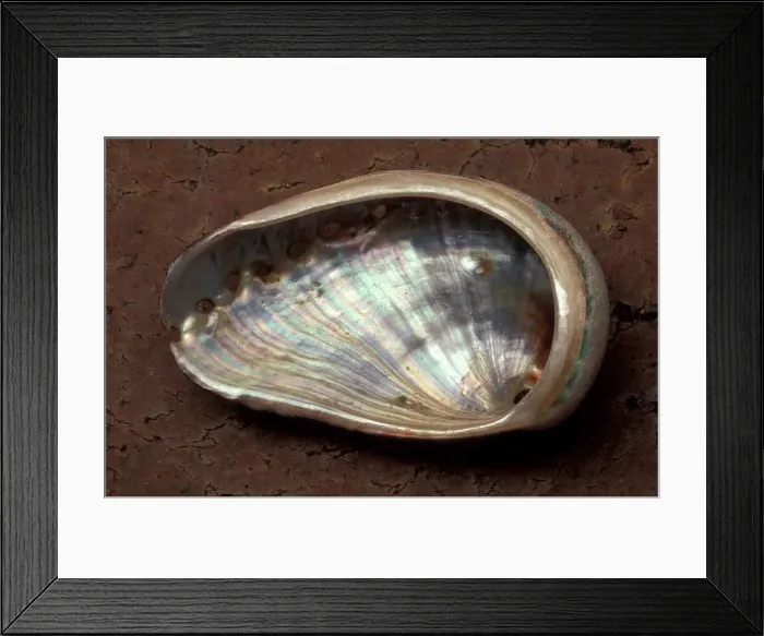 Framed Print : Venus Ear Shell. Haliotis spadicea Near Bashnee Point Framed Print : Venus Ear Shell. Haliotis spadicea Near Bashnee Point