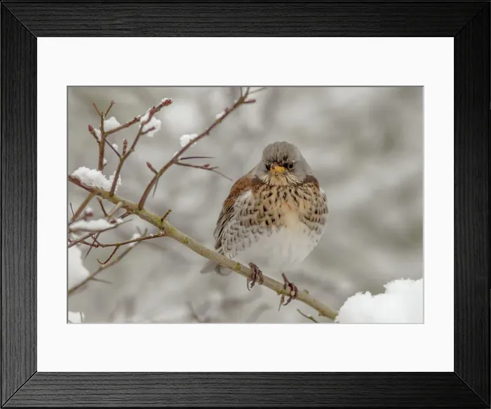Framed Print : FieldFare (Turdus pilaris) perching on snowy branch Framed Print : FieldFare (Turdus pilaris) perching on snowy branch