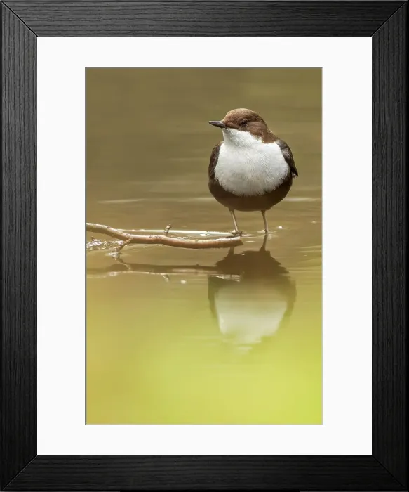 Framed Print : White-Throated dipper (Cinclus cinclus) feeding in small stream Framed Print : White-Throated dipper (Cinclus cinclus) feeding in small stream