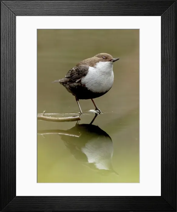 Framed Print : White-Throated dipper (Cinclus cinclus) feeding in small stream Framed Print : White-Throated dipper (Cinclus cinclus) feeding in small stream
