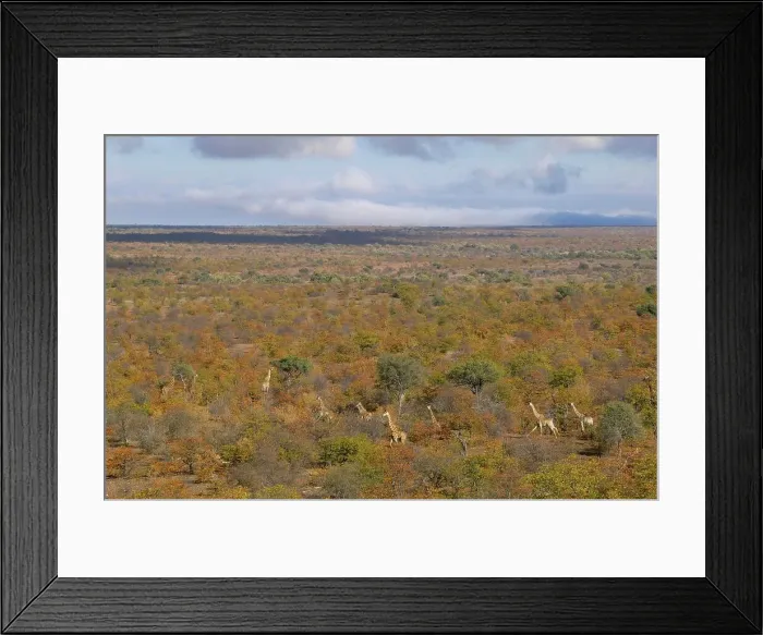 Framed Print : Giraffe (Giraffa camelopardis) herd in autumn mopane veld Framed Print : Giraffe (Giraffa camelopardis) herd in autumn mopane veld