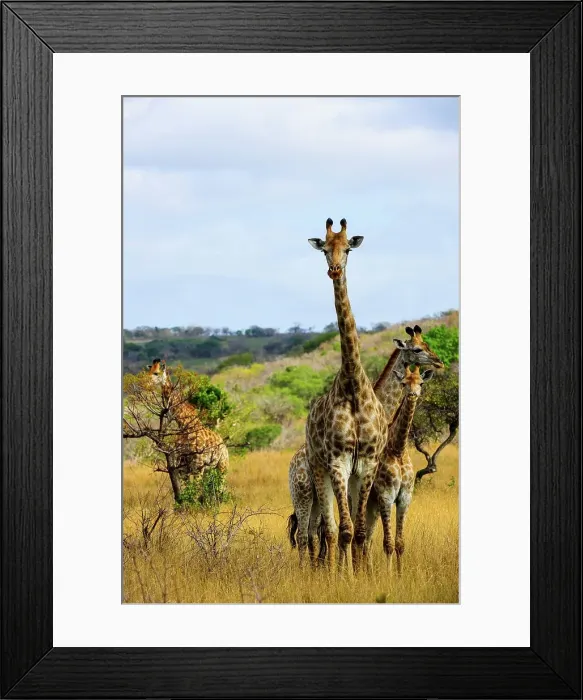 Framed Print : Giraffe (Giraffa camelopardalis) Phinda / Munyawana / Zuka Game Reserve Framed Print : Giraffe (Giraffa camelopardalis) Phinda / Munyawana / Zuka Game Reserve