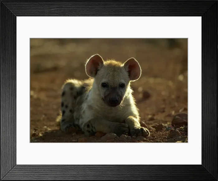 Framed Print : Spotted Hyaena ( Crocuta crocuta) cub in veld Framed Print : Spotted Hyaena ( Crocuta crocuta) cub in veld