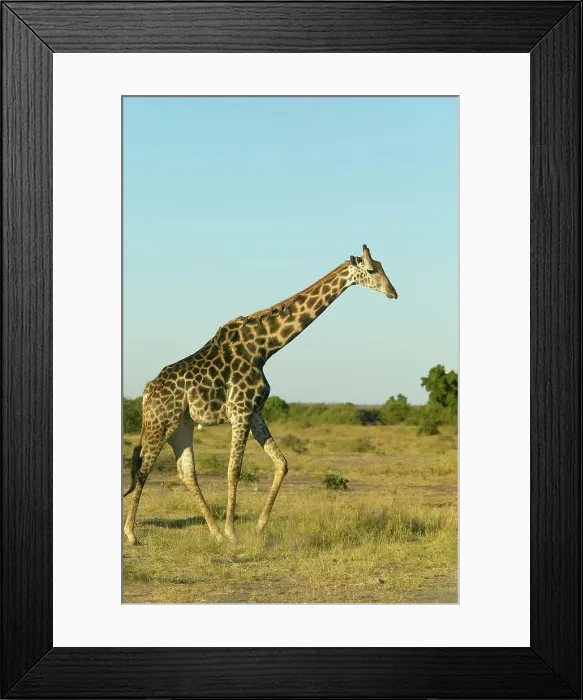 Framed Print : Giraffe (Giraffa camelopardis) Framed Print : Giraffe (Giraffa camelopardis)