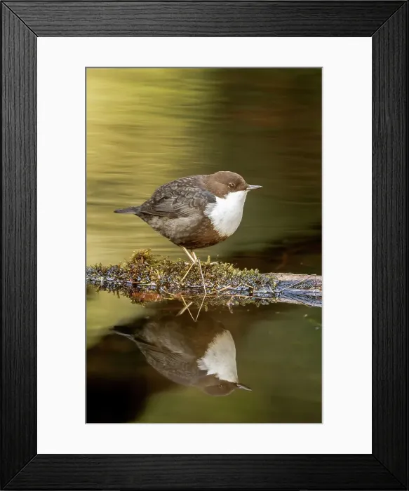 Framed Print : White-Throated dipper (Cinclus cinclus) feeding in small stream Framed Print : White-Throated dipper (Cinclus cinclus) feeding in small stream