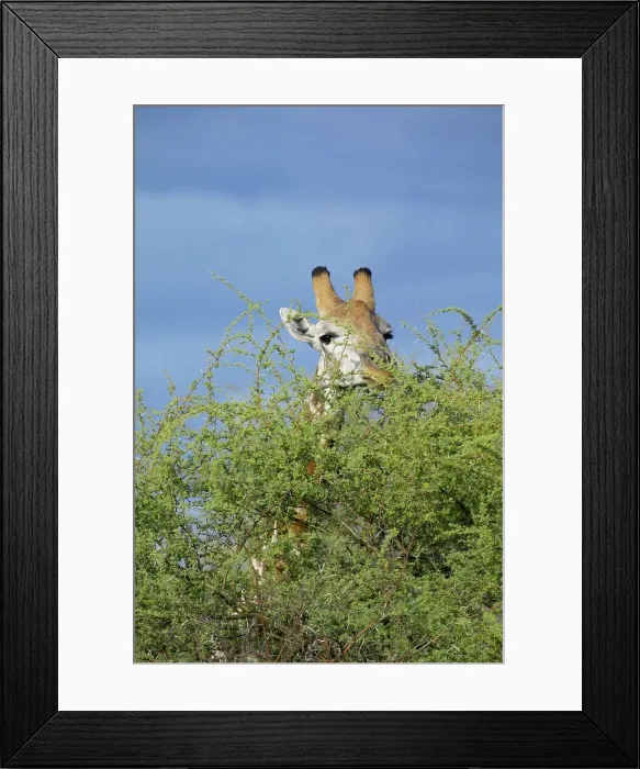 Framed Print : Giraffe (Giraffa camelopardis) feeding (browsing)