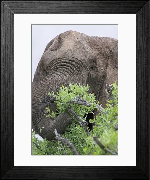 Framed Print : Elephant(Loxodonta africana) in Zambezi River