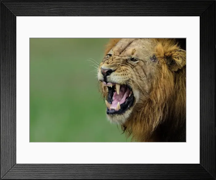 Framed Print : Lion (Panthera leo). Phinda / Munyawana / Zuka Game Reserve Framed Print : Lion (Panthera leo). Phinda / Munyawana / Zuka Game Reserve