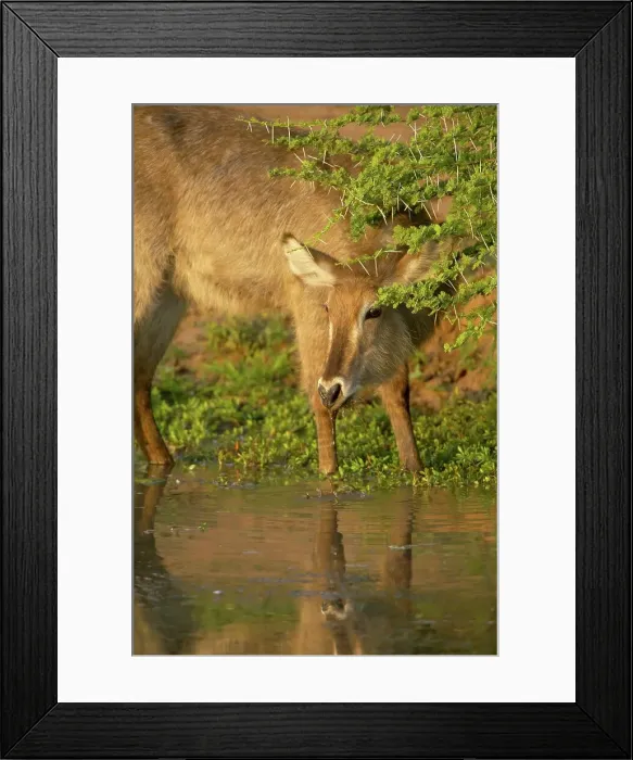 Framed Print : Waterbuck (Kobus ellipisiprymnus) drinking Framed Print : Waterbuck (Kobus ellipisiprymnus) drinking