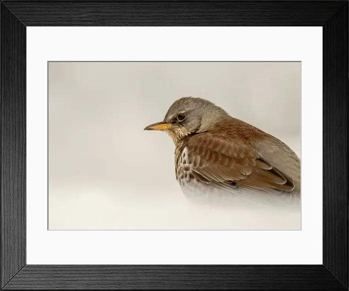 Framed Print : Close-up of FieldFare (Turdus pilaris) in snow Framed Print : Close-up of FieldFare (Turdus pilaris) in snow
