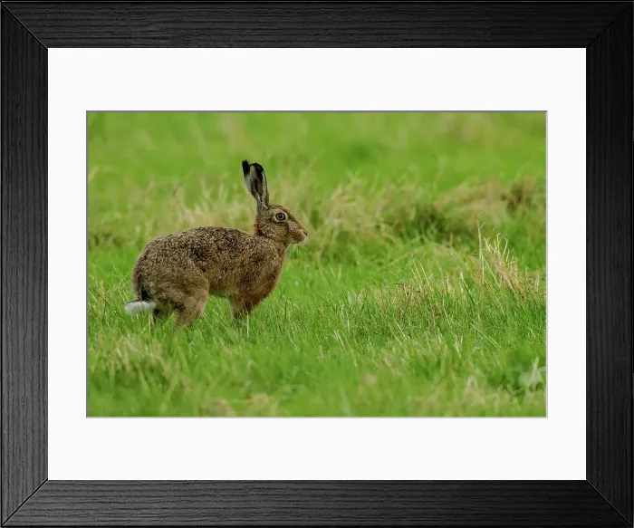 Framed Print : European hare (Lepus europaeus) in a field