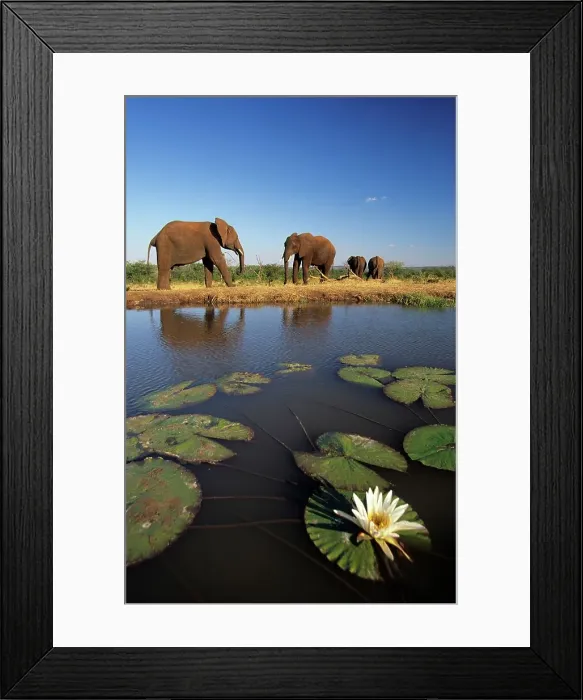 Framed Print : Elephant. Near Victoria Falls. Zimbabwe Framed Print : Elephant. Near Victoria Falls. Zimbabwe