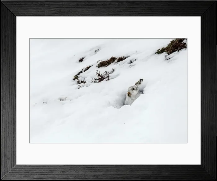 Framed Print : Mountain Hare (Lepus timidus) in snow hole