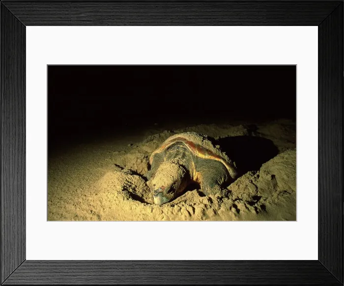 Framed Print : Loggerhead Turtle nesting on beach Framed Print : Loggerhead Turtle nesting on beach
