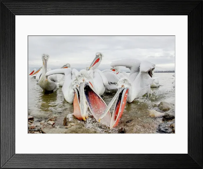 Framed Print : Dalmatian Pelican (Pelecanus crispus) breeding colors Framed Print : Dalmatian Pelican (Pelecanus crispus) breeding colors