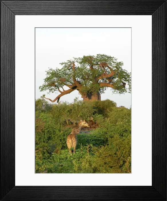 Framed Print : Giraffe (Giraffa camelopardis) in veld in front of Baobab Tree (Andansonia digitata) Framed Print : Giraffe (Giraffa camelopardis) in veld in front of Baobab Tree (Andansonia digitata)