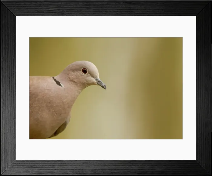 Framed Print : Close-up of an Eurasian Collared Dove (Streptopelia decaocto) Framed Print : Close-up of an Eurasian Collared Dove (Streptopelia decaocto)