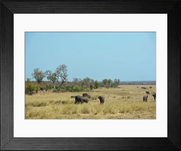 Framed Print : Kruger National Park. Mpumalanga. South Africa Framed Print : Kruger National Park. Mpumalanga. South Africa