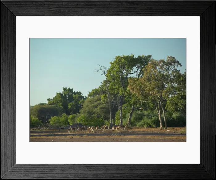 Framed Print : Impala (Aepyceros melampus melampus) herd in veld Framed Print : Impala (Aepyceros melampus melampus) herd in veld