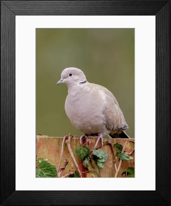 Framed Print : Close-up of an Eurasian Collared Dove (Streptopelia decaocto) Framed Print : Close-up of an Eurasian Collared Dove (Streptopelia decaocto)