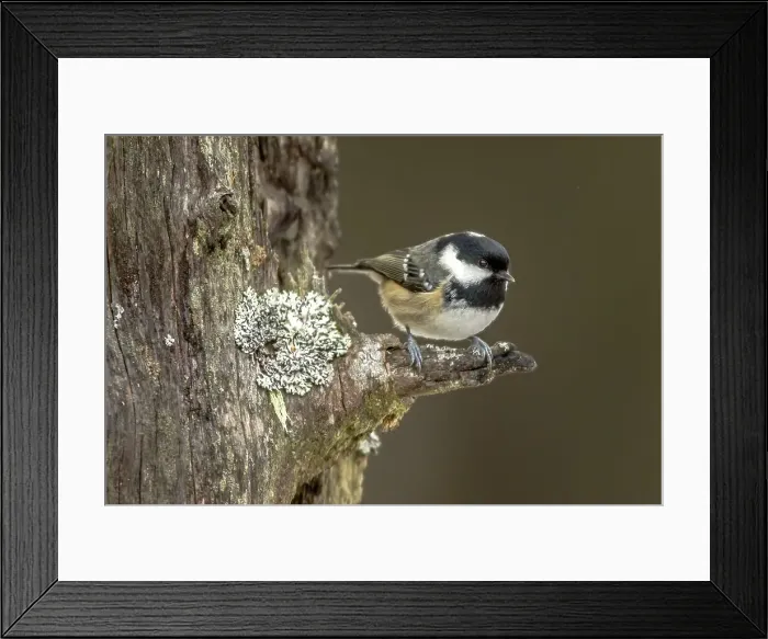 Framed Print : Coal Tit (Periparus ater) on lichen branch in winter