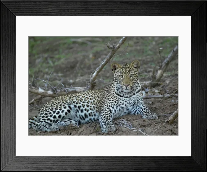 Framed Print : Leopard (Panthera pardus) lying in veld