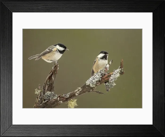 Framed Print : Two Coal Tit (Periparus ater) on lichen branch in winter Framed Print : Two Coal Tit (Periparus ater) on lichen branch in winter