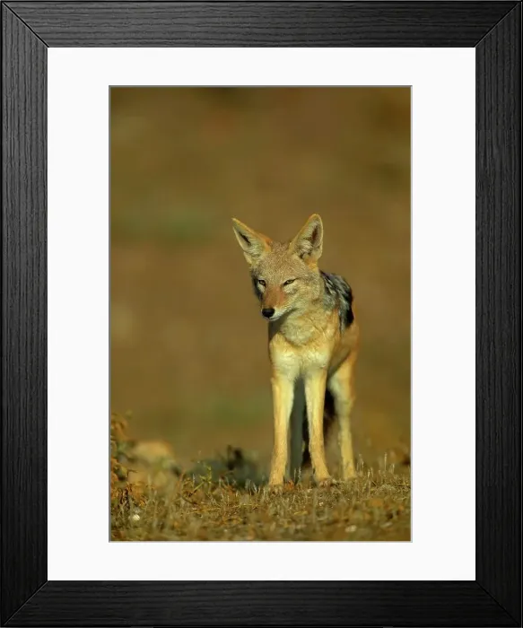Framed Print : Blackbacked Jackal (Canis mesomelas) in veld Framed Print : Blackbacked Jackal (Canis mesomelas) in veld