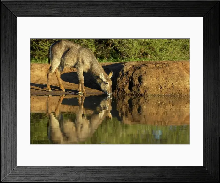 Framed Print : Waterbuck (Kobus ellipisiprymnus) drinking at waterhole Framed Print : Waterbuck (Kobus ellipisiprymnus) drinking at waterhole