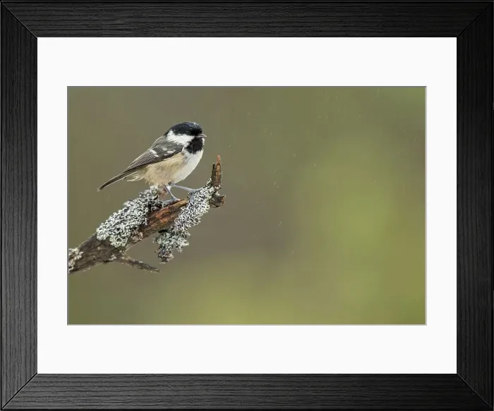 Framed Print : Coal Tit (Periparus ater) on lichen branch in winter Framed Print : Coal Tit (Periparus ater) on lichen branch in winter