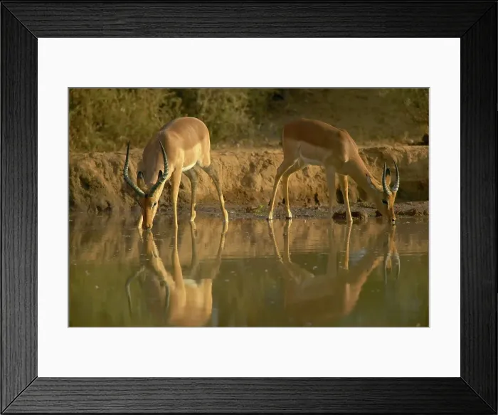 Framed Print : Impala (Aepyceros melampus melampus) drinking at waterhole Framed Print : Impala (Aepyceros melampus melampus) drinking at waterhole