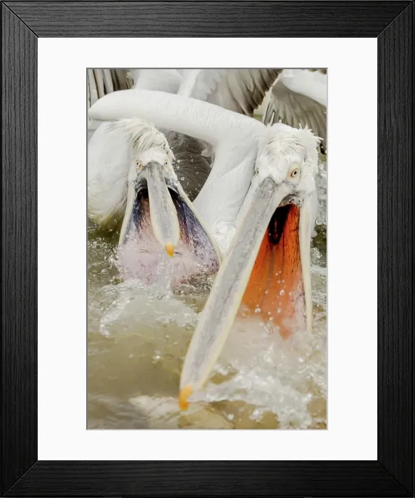 Framed Print : Dalmatian Pelican (Pelecanus crispus) Feeding frenzy Framed Print : Dalmatian Pelican (Pelecanus crispus) Feeding frenzy