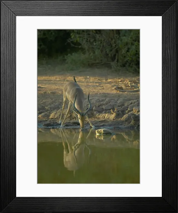 Framed Print : Impala (Aepyceros melampus melampus) drinking with Redbilled Oxpecker (Buphagus erythrorhynchus) on its back Framed Print : Impala (Aepyceros melampus melampus) drinking with Redbilled Oxpecker (Buphagus erythrorhynchus) on its back