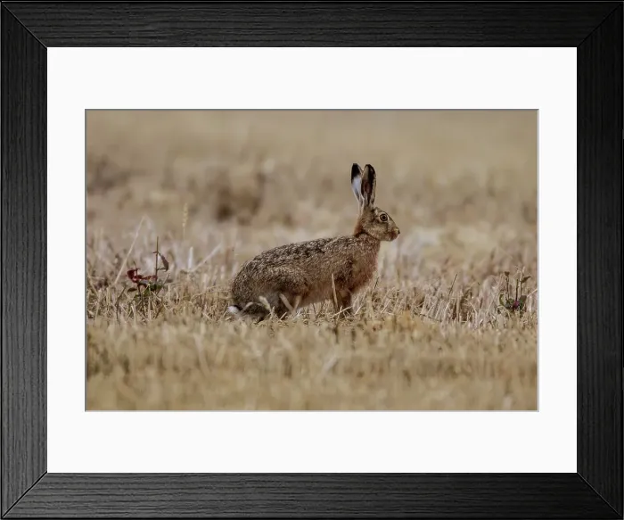 Framed Print : European hare (Lepus europaeus) in a field