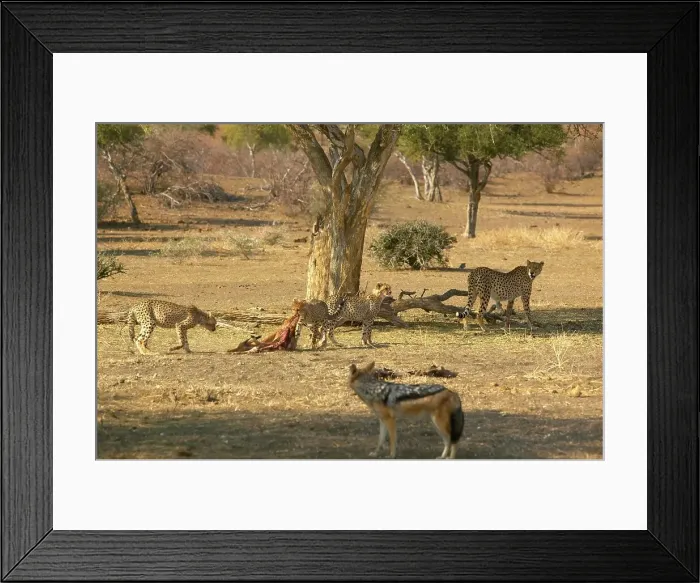 Framed Print : Cheetah (Acinonyx jubatus) female and cubs feeding on an Impala (Aepyceros melampus melampus) Framed Print : Cheetah (Acinonyx jubatus) female and cubs feeding on an Impala (Aepyceros melampus melampus)