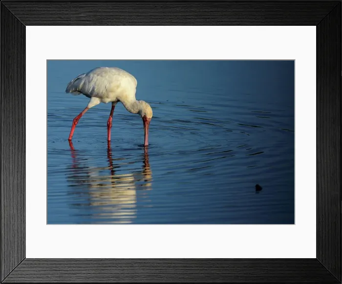 Framed Print : African Spoonbill (Platalea alba) feeding Framed Print : African Spoonbill (Platalea alba) feeding