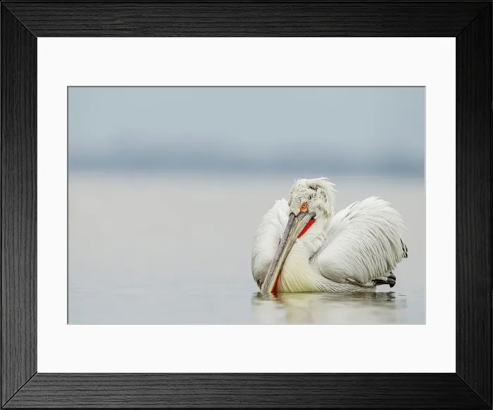 Framed Print : Dalmatian Pelican (Pelecanus crispus) breeding colors