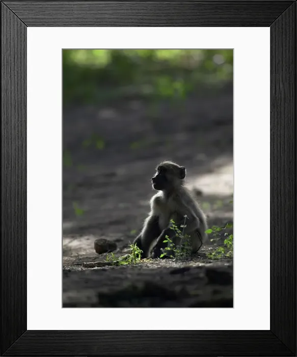Framed Print : Chacma Baboon (Papio cynocephalus)