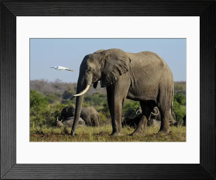 Framed Print : African bush elephant or African savanna elephant (Loxodonta africana) and Cattle Egret (Bubulcus ibis) Framed Print : African bush elephant or African savanna elephant (Loxodonta africana) and Cattle Egret (Bubulcus ibis)