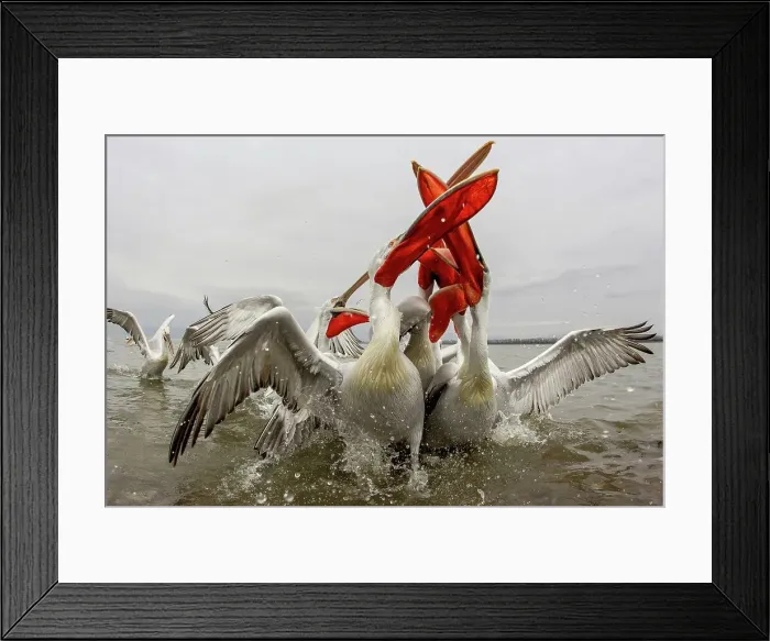 Framed Print : Dalmatian Pelican (Pelecanus crispus) Feeding frenzy Framed Print : Dalmatian Pelican (Pelecanus crispus) Feeding frenzy
